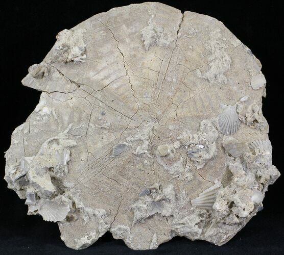 Huge, Fossil Sand Dollar (Albertella) - Maryland #23217